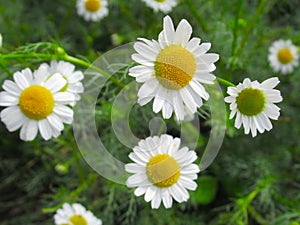 Beautiful Bright Closeup Wild White Daisy Flowers In Summer 2019