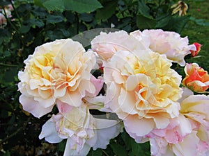 Beautiful Bright Closeup Yellow And Peach Caramel Fairy Tale Roses In Summer