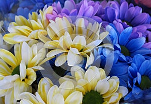 Beautiful Bright Closeup Yellow White, Blue And Purple Fresh Daisy Flowers Bouquet