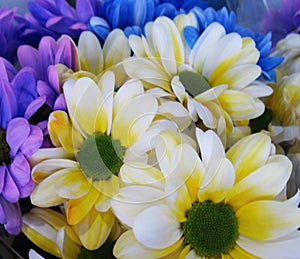 Beautiful Bright Closeup Yellow And White Fresh Daisy Flowers Bouquet
