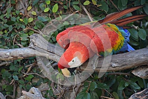 Bright Colored Feathers on a Parrot on a Branch