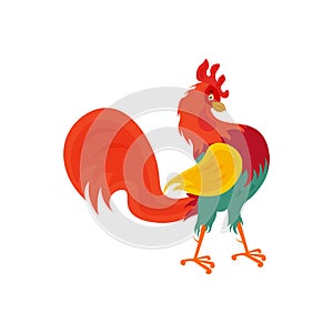 A beautiful bright colored rooster stands on its paws . A proud cock in cartoon style. Vector illustration isolated on