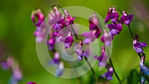 Beautiful bright colored spring banner of blooming wild forest pea or spring pea Lathyrus vernus. Close-up of bright purple-lilac