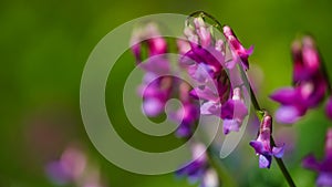 Beautiful bright colored spring banner of blooming wild forest pea or spring pea Lathyrus vernus. Close-up of bright purple-lilac