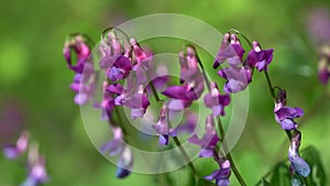 Beautiful bright colored spring banner of blooming wild forest pea or spring pea Lathyrus vernus. Close-up of bright purple-lilac