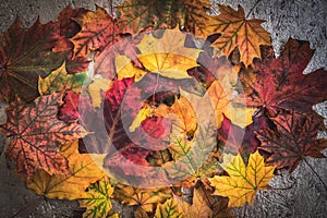 Beautiful bright Colorful Autumn Leaves background
