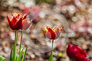 Beautiful bright colorful multicolored yellow red blooming tulips on a large flowerbed in the city garden or flower farm field in