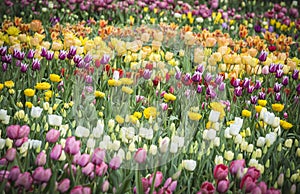 Beautiful bright colorful multicolored yellow, white, red, purple, pink tulips on a large flower-bed in the city garden, close up