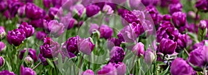 Beautiful bright colorful purple Spring tulips. Field of tulips. Tulip flowers blooming in the garden. Panning over many