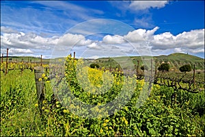 Santa Rosa Road Lompac California Sanford Winery photo