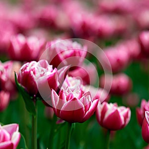 Beautiful bright colorful Spring tulips. Field of tulips. Tulip flowers blooming in the garden. Panning over many tulips