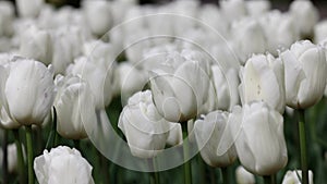 Beautiful bright colorful White Spring Tulips. Field of tulips. Tulip flowers blooming in the garden. Panning over many