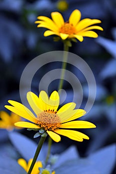 Beautiful bright and colorful yellow flowers with long blue leaves on a blue background.