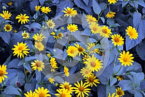 Beautiful bright and colorful yellow flowers with long blue leaves on a blue background.