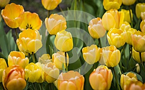 Beautiful bright colorful yellow orange blooming tulips on a large flowerbed in the city garden or flower farm field in springtime