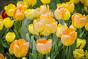 Beautiful bright colorful yellow orange blooming tulips on a large flowerbed in the city garden or flower farm field in springtime