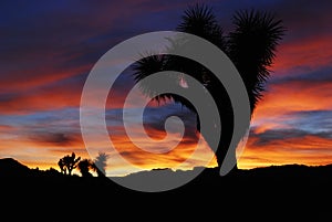 Beautiful bright colors sunset with Joshua tree