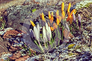 Beautiful  bright crocus buds. Flowering in early spring.  Primroses in the garden