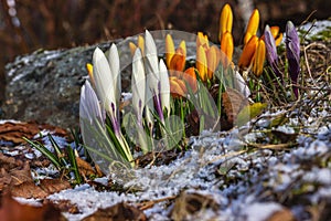 Beautiful  bright crocus buds. Flowering in early spring.  Primroses in the garden