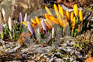 Beautiful  bright crocus buds. Flowering in early spring.  Primroses in the garden