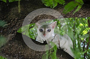 Beautiful bright double eyes of white cat hides on crotch of big tree
