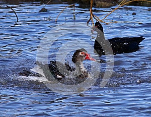 Beautiful bright duck bathed in a pond