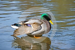 Beautiful bright duck mallard bird swimming in a lake river