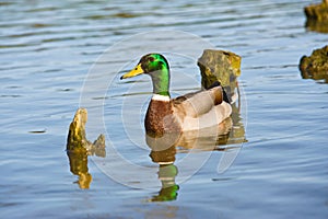 Beautiful bright duck mallard bird swimming in a lake river
