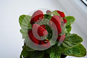 Beautiful bright flower of calceolaria in a pot on the window