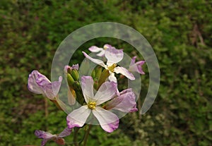 Beautiful bright flower in the field
