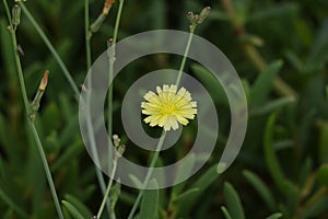 Beautiful and bright flower one single yellow dandelion blossom in the field