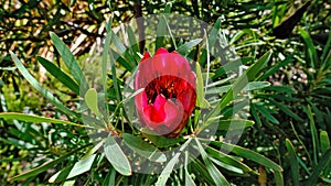 Beautiful bright flower - protea - a symbol of South Africa. Scarlet petals in the shape of a bowl