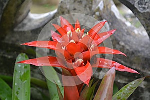 Beautiful bright flower Scarlet star with dew drops