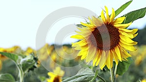 Beautiful bright flowers. Blooming Sunflowers