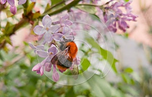 Beautiful bright fluffy bumblebee sitting on the flowers of pink lilac. Fragrant spring. Flowering lilac bushes in the city