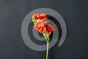 Beautiful bright freesia flower on dark background