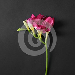 Beautiful bright freesia flower on dark background