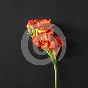 Beautiful bright freesia flower on dark, top view