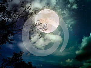 Beautiful bright full moon above wilderness area in forest. Serenity nature background