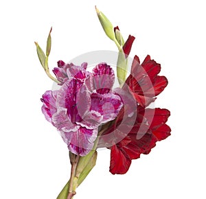 beautiful bright gladiolus flower isolated on the white