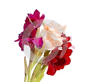 beautiful bright gladiolus flower isolated on the white