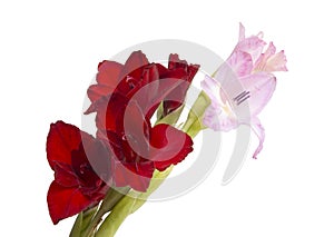 beautiful bright gladiolus flower isolated on the white