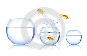 Beautiful bright goldfish jumping out of water on white background