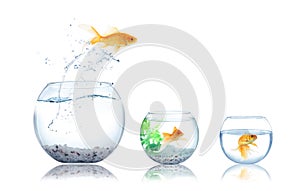 Beautiful bright goldfish jumping out of water on white background