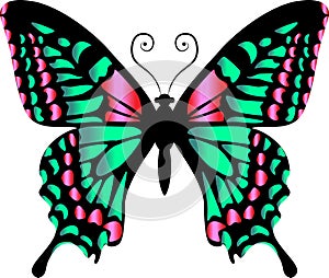 Beautiful bright green  butterfly. Vector illustration isolated