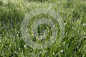 Beautiful bright green grass covered with morning dew