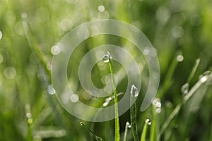 Beautiful bright green grass covered with morning dew, closeup