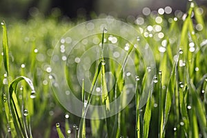 Beautiful bright green grass covered with morning dew, closeup