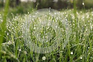 Beautiful bright green grass covered with morning dew, closeup