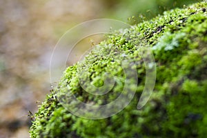 Beautiful bright green moss grows, covers the rugged rocks and on the forest floor.Rocks full of the moss texture in nature for wa